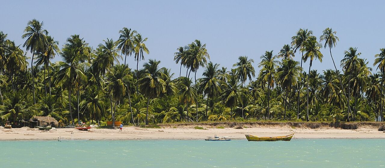 Palm trees and green sea in Maceió