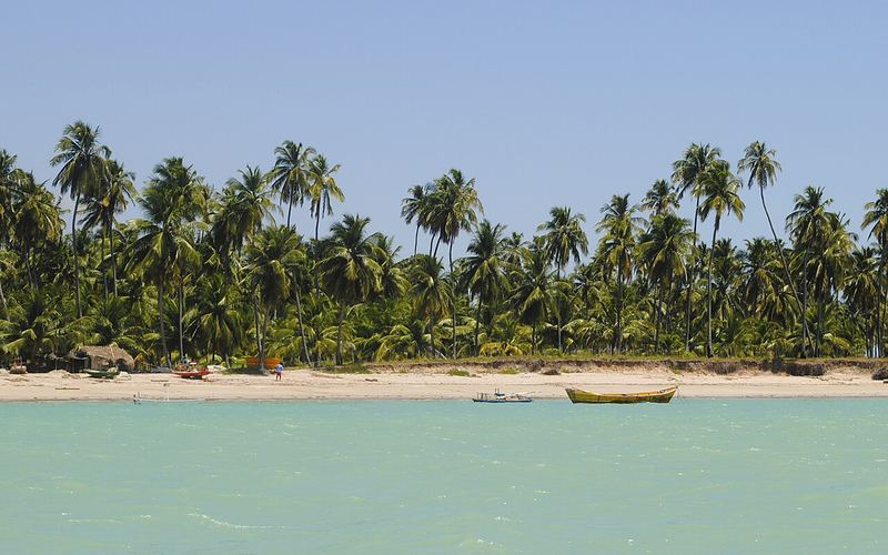 Coqueiros e mar verde na praia de Ipioca em Maceió